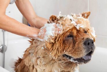 Getting the Stink out of Your Dog